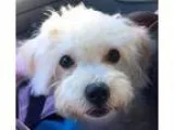 Adopt Cady a White - with Tan Yellow or Fawn Toy Poodle  Mixed d