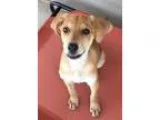 Adopt Kellen a TanYellowFawn Labrador Retriever  Mixed dog in Al