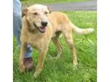 Adopt Dexter a White - with Red Golden Orange or Chestnut Blue H