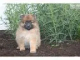 Toy Pomerian Puppy- all colors with health guara