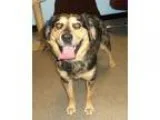 Adopt Cinna a BrownChocolate - with Black Australian Shepherd  M