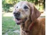 Adopt Lovely Molly a RedGoldenOrangeCh estnut Golden Retriever  