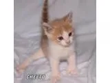 Adopt Cheeto a Domestic Shorthair  Mixed cat in Hot Springs Vill