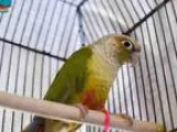 Adopt MORGAN a Conure bird in Pittsburgh PA (15649159)
