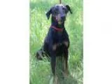 Adopt VIDA a Black - with Brown Red Golden Orange or Chestnut Do