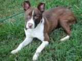 Adopt Vivian a Pit Bull Terrier