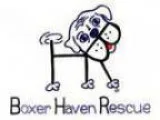 Adopt Foster a Boxer a Boxer