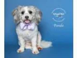 Adopt Panda a GraySilverSalt and Pepper - with White Lhasa Apso 