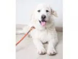 Adopt Rodeo D160708 PENDING ADOPTION a White Great Pyrenees  Mix