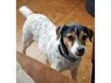 Adopt Heidi (Menifee) a Tricolor (TanBrown and Black and White) 