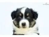 Meet &quotJunior&quot AKC Black-tri Super Loving Male