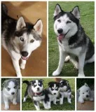 Siberian Husky Puppies
