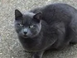 Adopt Nina  Offered by Owner  - Huntress Extraordinaire a Gray o