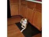 Adopt Libby a Jack Russell Terrier Pit Bull Terrier