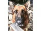 Adopt Addie a German Shepherd Dog  Mixed dog in Raleigh NC (1554