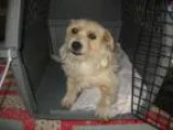 Adopt Kealy a West Highland White Terrier Westie Terrier
