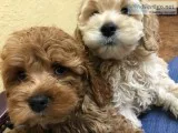 Cockapooschampion pups