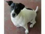 Adopt Mickey (Sacramento) a Jack Russell Terrier