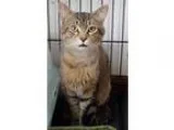 Adopt Hylas a Brown Tabby Domestic Shorthair (short coat) cat in