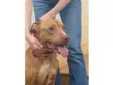 Adopt Max a RedGoldenOrangeCh estnut Labrador Retriever  America