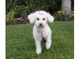 Adopt LORI a White Bichon Frise  Poodle (Miniature)  Mixed dog i