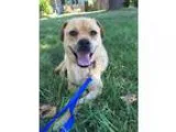 Adopt Shay a TanYellowFawn Pug  Mixed dog in Sunnyvale CA (15653