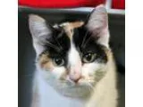 Adopt Mary a Domestic Short Hair