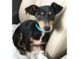 Adopt Kramer a Tricolor (TanBrown and Black and White) Dachshund