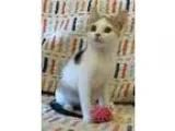 Adopt Lady Edith a Calico or Dilute Calico Calico  Mixed (medium