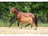 Flashy Bay Pre Andalusian Colt for Sale