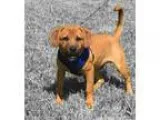 Adopt Junior - great with kids a RedGoldenOrangeCh estnut Pug  B