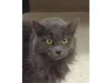 Adopt Jewel a Domestic Long Hair