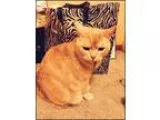Adopt XP Buddy (DECLAWED) a Cream or Ivory Scottish Fold  Mixed 