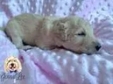 Kc Registered Old English Sheep Dog Pups