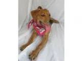 Adopt Leslie a RedGoldenOrangeCh estnut - with White Golden Retr