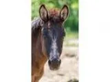 Adopt Nova a Bay DonkeyMuleBurroHi nny horse in Malvern IA (1567