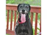 Adopt Lucy a Black Pointer  Mixed dog in Ann Arbor MI (15556441)