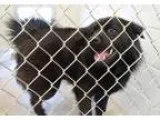 Adopt CHARLES a Chow Chow Newfoundland Dog
