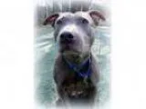 Adopt Blue Belle (Sweet and Shy Lady Good with Kids) a Pit Bull