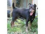 Adopt Jack a Black - with Tan Yellow or Fawn Miniature Pinscher 