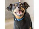 Adopt Spike a Black - with Tan Yellow or Fawn Miniature Pinscher