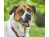 Adopt Roscoe a BrownChocolate - with White Hound (Unknown Type) 