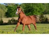Handsome quiet and sweet beginner friendly 14 y o AQHA gelding
