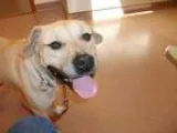 Adopt Buddy Devoted Companion a Yellow Labrador Retriever Black 