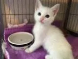 Adopt Denali a White Domestic Longhair  Mixed (long coat) cat in