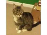 Adopt Goat a Domestic Short Hair
