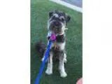 Adopt MADDEN a Schnauzer Poodle