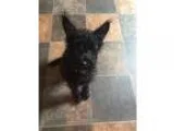 Adopt Fritz a Black Schnauzer (Standard)  Mixed dog in Somerset 