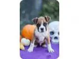Adopt Apollo a RedGoldenOrangeCh estnut - with White Boxer  Mixe