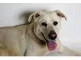 Adopt Dutch a White Shepherd (Unknown Type)  Labrador Retriever 
